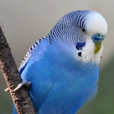 Periquito Australiano