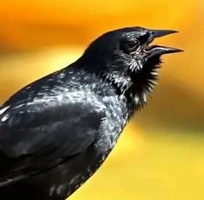 P&aacute;ssaro Preto